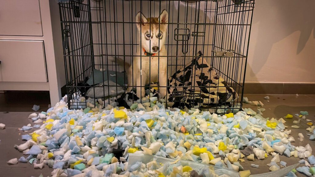 Puppies are puppies. Never yell at them!